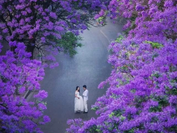 雙城藍(lán)花楹-昆明藍(lán)花楹-西昌藍(lán)花楹-雙層藍(lán)花楹觀光巴士-元謀土林-螺髻山-九十九里溫泉瀑布-七里壩杜鵑花-瀘沽湖輕奢7日