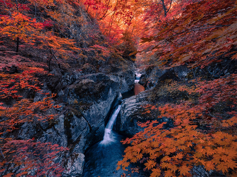 【东北秋色】长春-图们-延吉-长白山-花山溪谷老边沟-关门山-红海滩 7日游