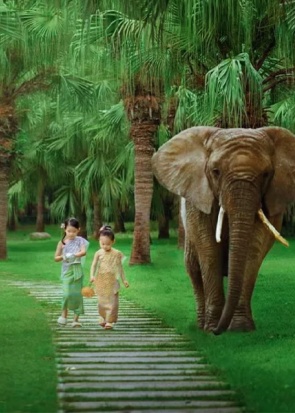 版纳普洱5日-西双版纳-中科院植物园-曼听公园-总佛寺-星光夜市-太阳河森林公园-掌曼村-雨林徒步-野象谷5日