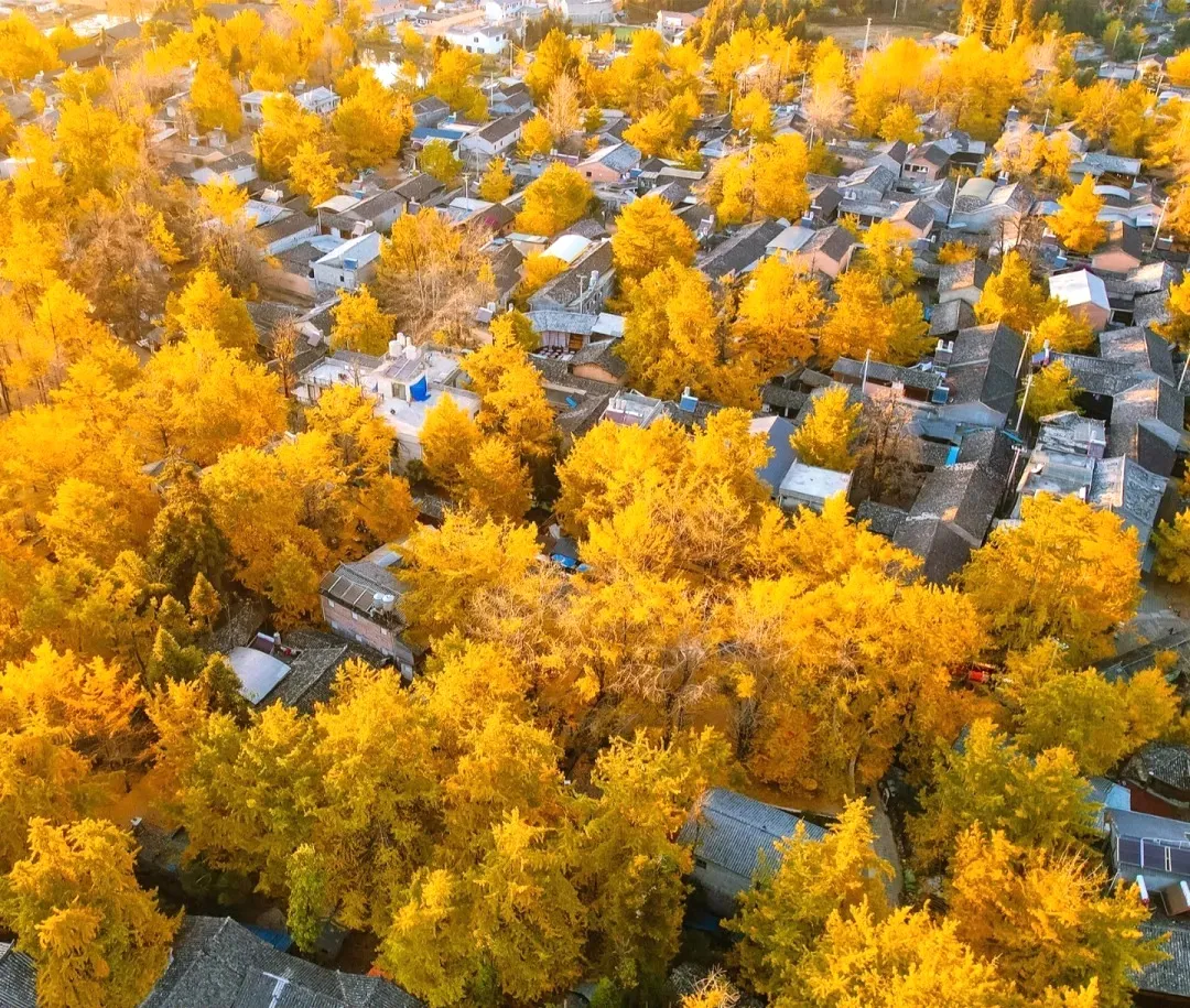 【漫游滇西】腾冲-芒市-瑞丽>和顺古镇-银杏村-热海景区-坝派巨泉-一寨两国-勐焕大金塔-银塔-莫里热带雨林-绮罗古镇5日游